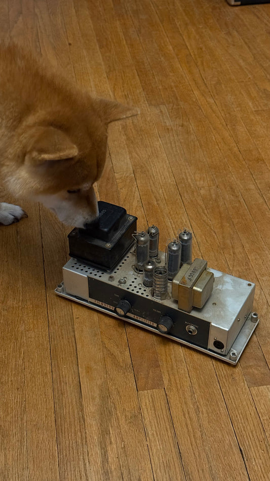AMP